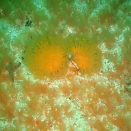 Sun-burst Soft Coral, photo 1