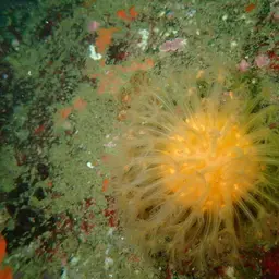 Sun-burst Soft Coral, photo 2