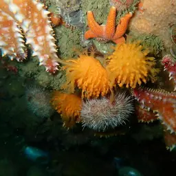 Sun-burst Soft Coral, photo 3