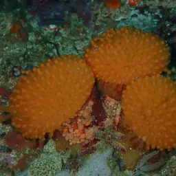 Sun-burst Soft Coral, photo 4