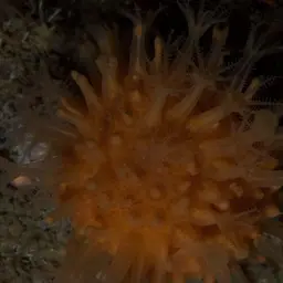 Sun-burst Soft Coral, photo 5