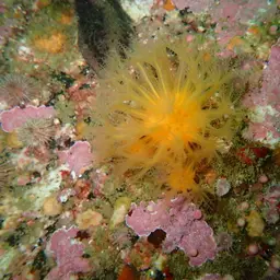 Sun-burst Soft Coral, photo 6