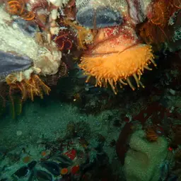 Sun-burst Soft Coral, photo 7