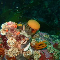 Sun-burst Soft Coral, photo 8
