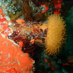 Sun-burst Soft Coral, photo 9