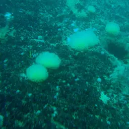 Sun-burst Soft Coral, photo 10