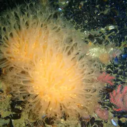 Sun-burst Soft Coral, photo 11