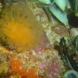 Sun-burst Soft Coral, photo 12