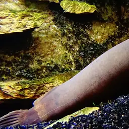 African Electric Catfish
