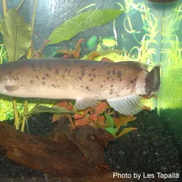 African Electric Catfish, photo 2