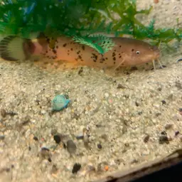 African Electric Catfish, photo 3