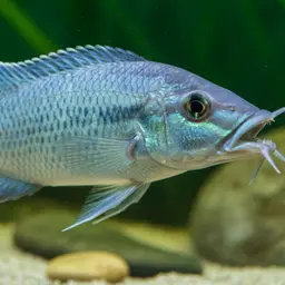 Malawi Hawk Cichlid, photo 5
