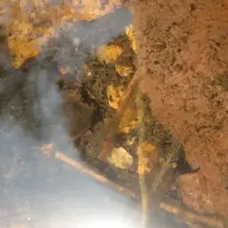 Malaya Shrimp, photo 3