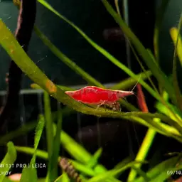 Malaya Shrimp, photo 4
