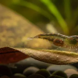 Malaya Shrimp