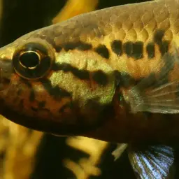 Ornate Paradisefish, photo 2