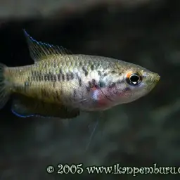 Ornate Paradisefish, photo 4