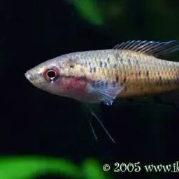 Ornate Paradisefish, photo 5