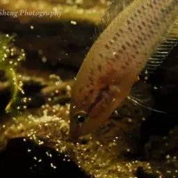 Ornate Paradisefish, photo 7