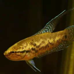 Ornate Paradisefish, photo 11