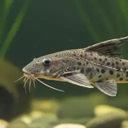 Nile squeaker, photo 5