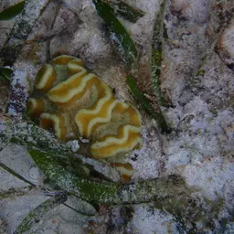 Tortugas Rose Coral, photo 2