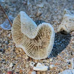 Tortugas Rose Coral, photo 3