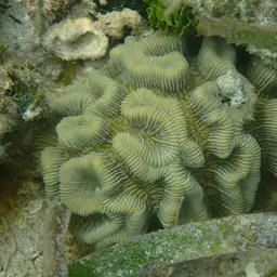 Tortugas Rose Coral, photo 4