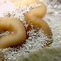 Tortugas Rose Coral, photo 5