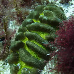 Tortugas Rose Coral, photo 1