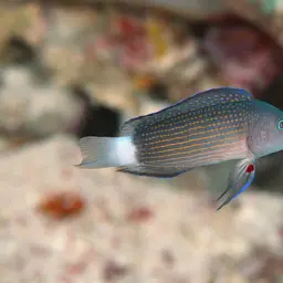Sabah Dottyback, photo 1