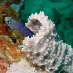 Sabah Dottyback, photo 2