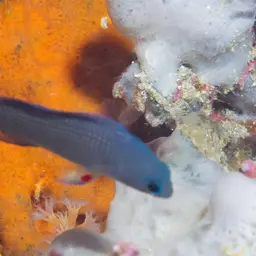 Sabah Dottyback, photo 3