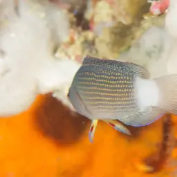 Sabah Dottyback, photo 4