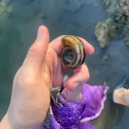Giant Ramshorn Snail, photo 1