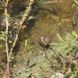 Giant Ramshorn Snail, photo 2