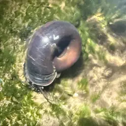 Giant Ramshorn Snail, photo 3