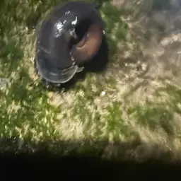 Giant Ramshorn Snail, photo 4