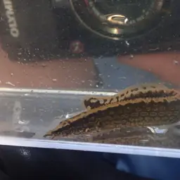 Tire Track Eel, photo 1