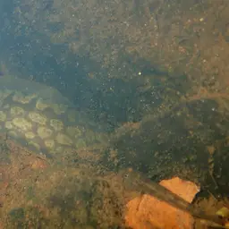 Tire Track Eel, photo 2