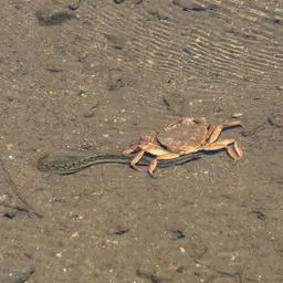 Tire Track Eel, photo 3