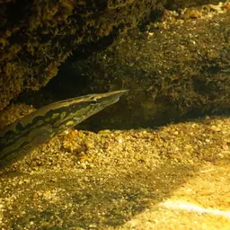 Tire Track Eel, photo 4