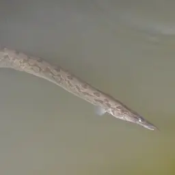 Tire Track Eel, photo 5