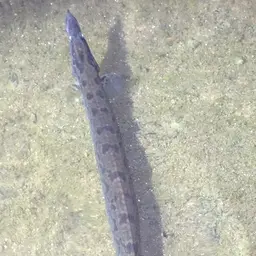 Tire Track Eel, photo 6