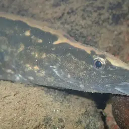 Tire Track Eel, photo 7
