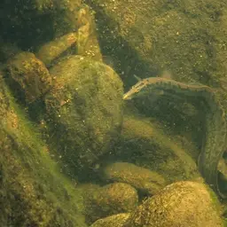 Tire Track Eel, photo 8