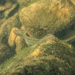 Tire Track Eel, photo 9