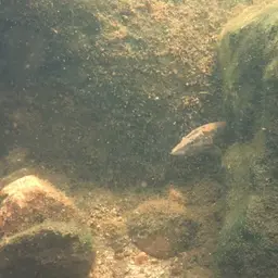 Tire Track Eel, photo 10