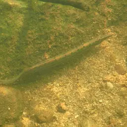 Tire Track Eel, photo 11