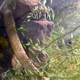 Tire Track Eel, photo 12